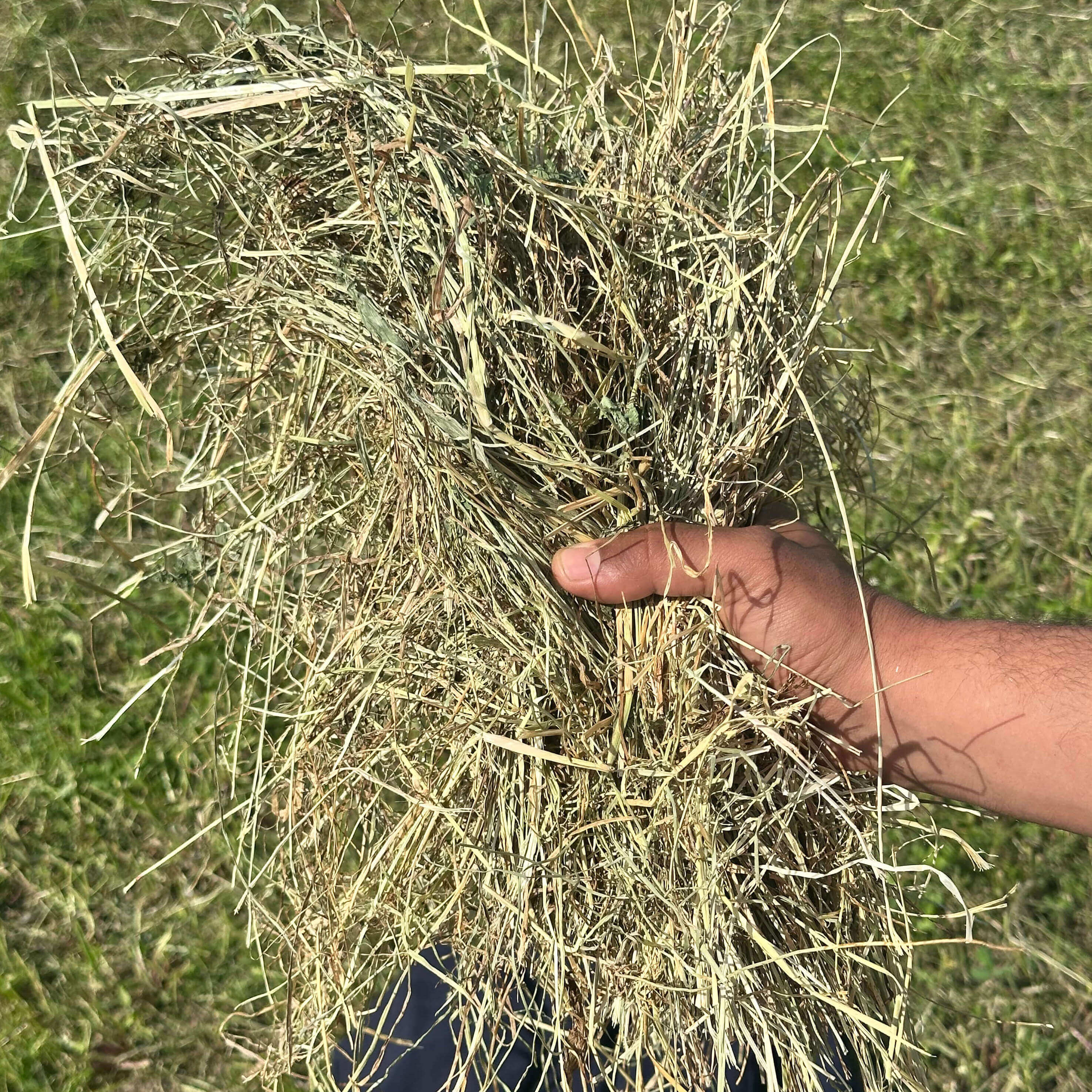 Brins de foin de prairies provençales en gros plan